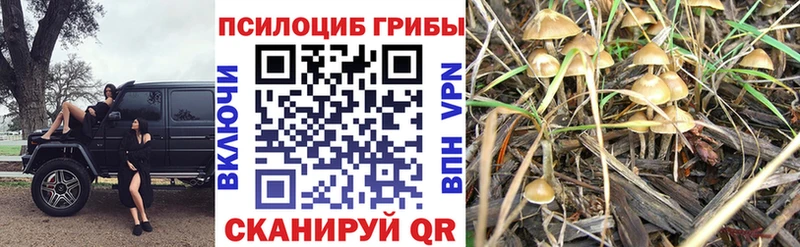 купить наркотики цена  Энем  Галлюциногенные грибы Magic Shrooms 